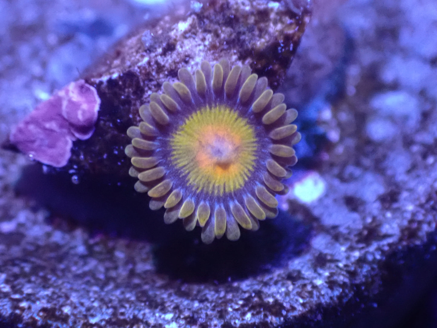 Tutti Frutti Zoa Auction 4/26 Ended