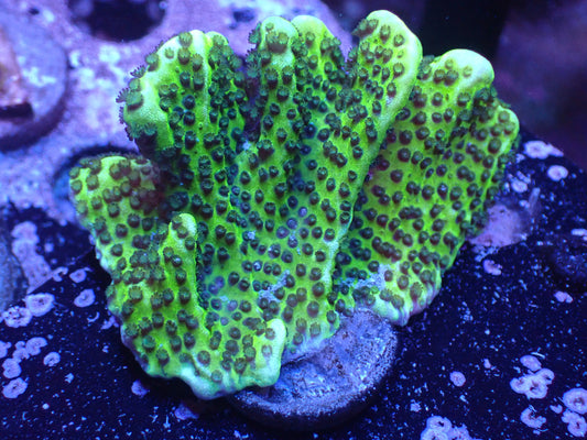 Montipora Spongeodes Auction 4/28 -ended