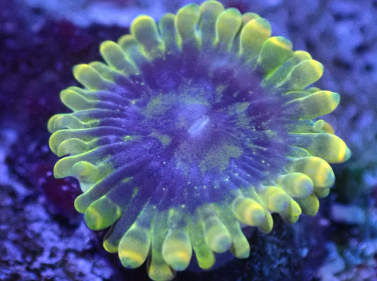 Yoda Zoa Auction 4/28 -ended