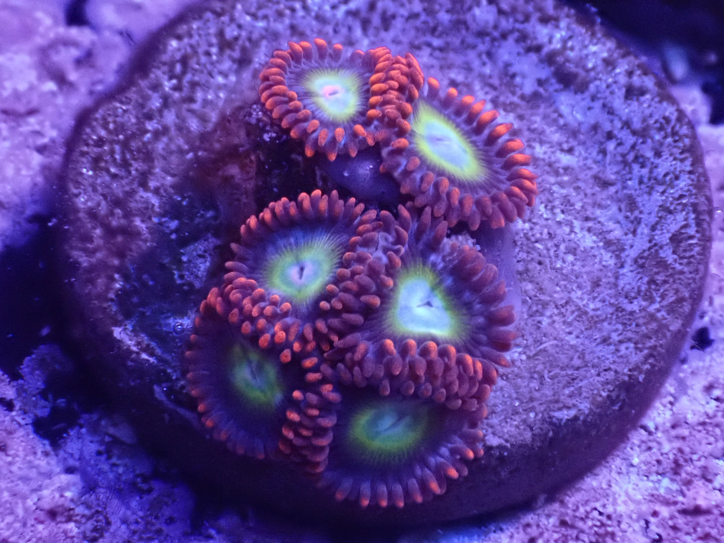 Circus Zoa Auction 4/28 -ended