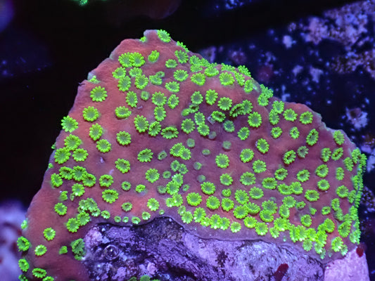 Sunset Montipora Auction 4/28 -ended