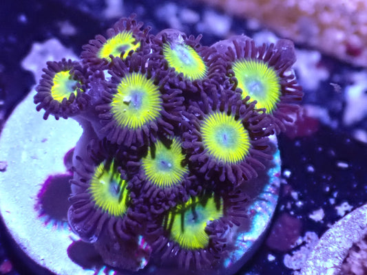 Yellow Submarine Zoa Auction 4/28 -ended