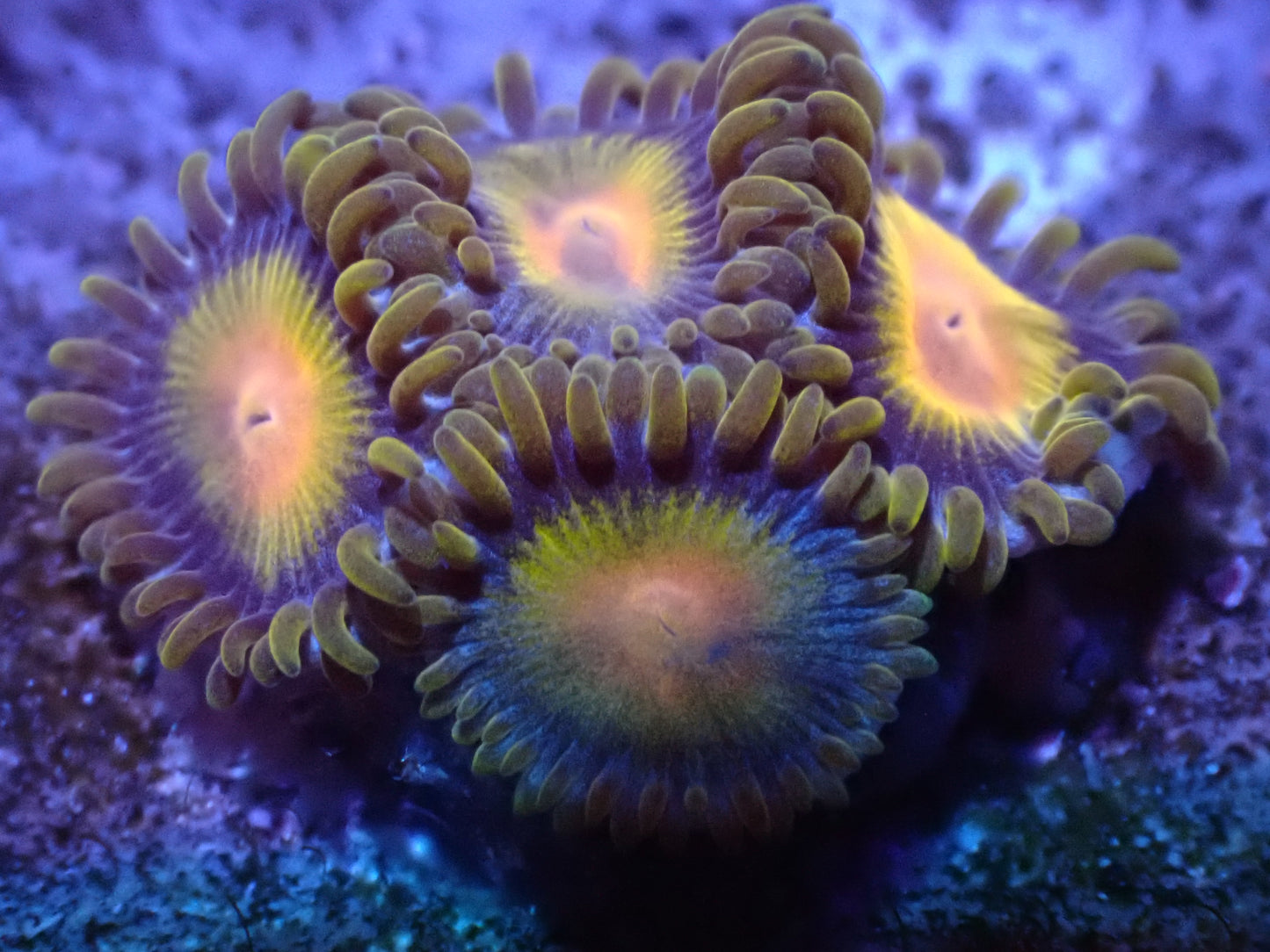 Tutti Frutti Zoa Auction 5/1 -ended