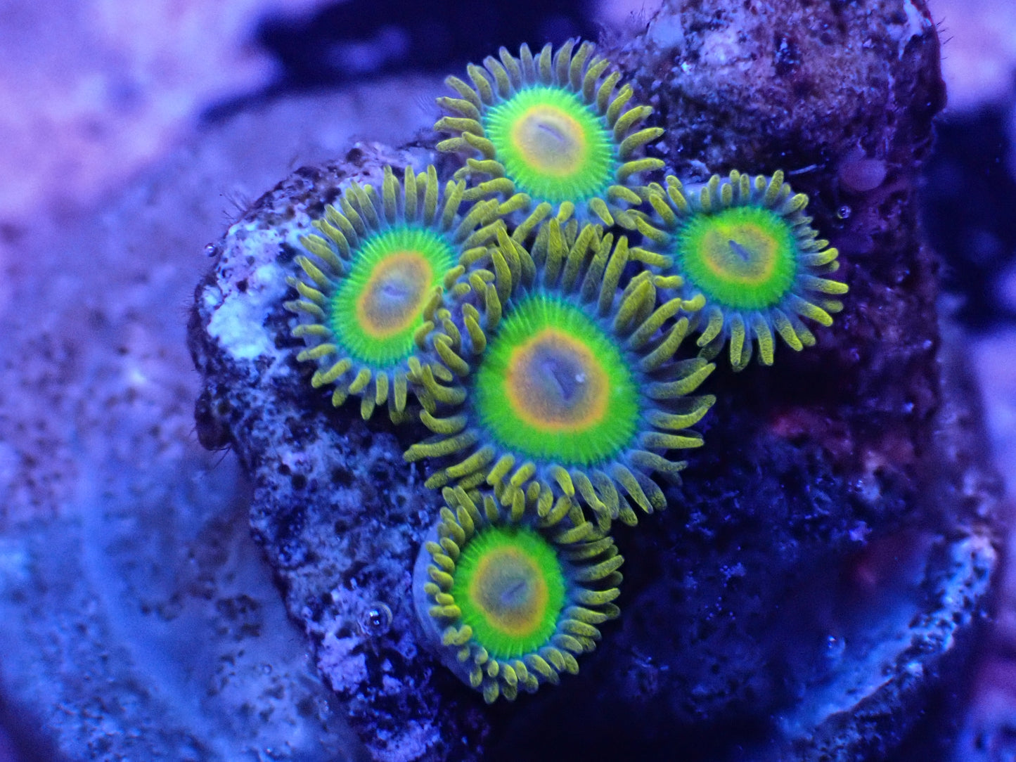 Rasta Zoa Auction 5/1 -ended