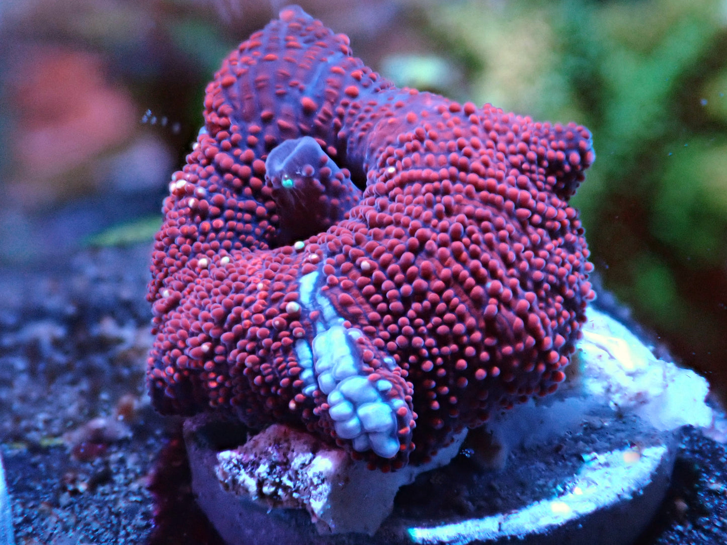 Rainbow Devil Mushroom Auction 5/3 -ended
