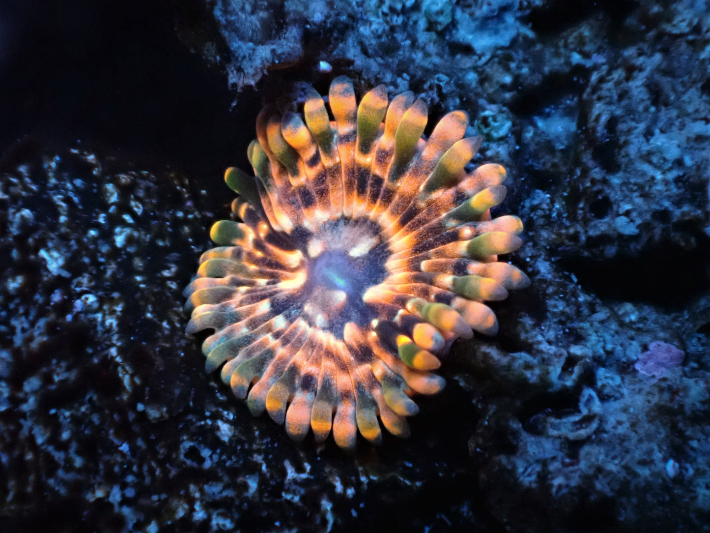 Utter Chaos Zoa Auction 5/3 -ended