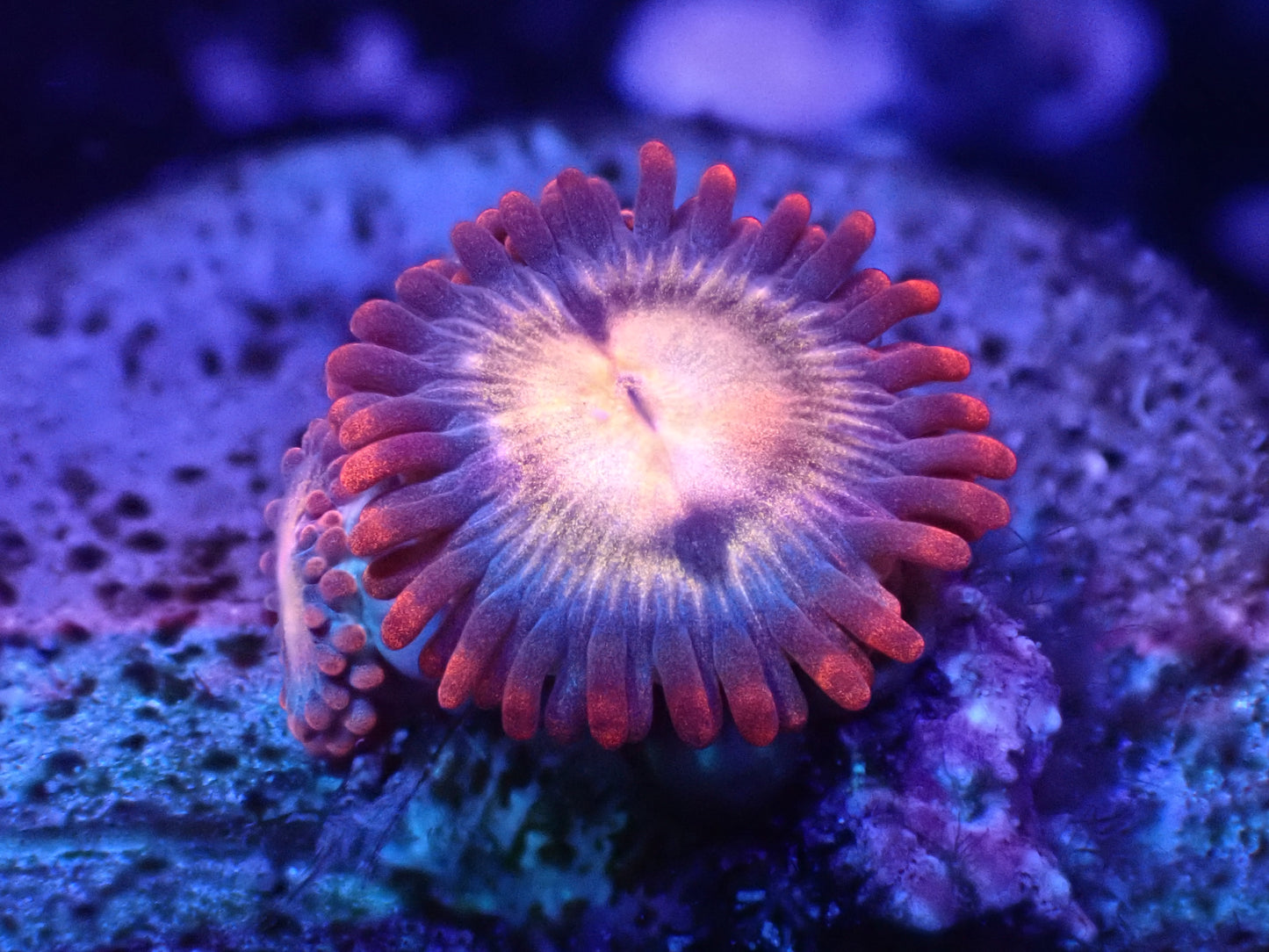 Assassination Zoa Auction 5/3 -ended