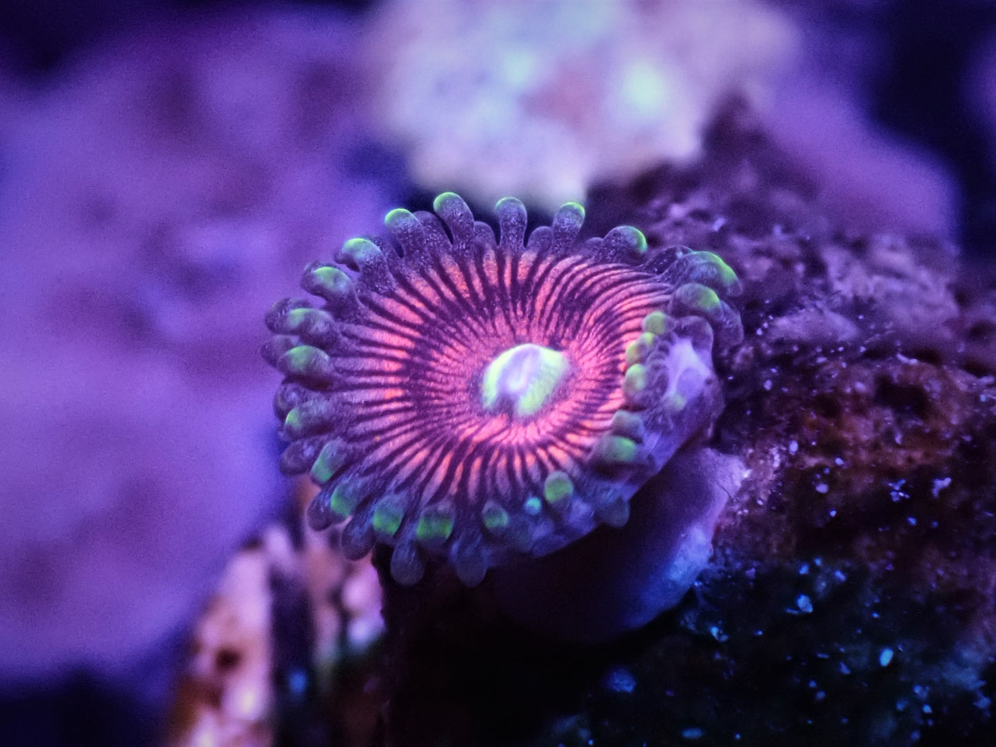 Gobstopper Zoa Auction 5/3 -ended