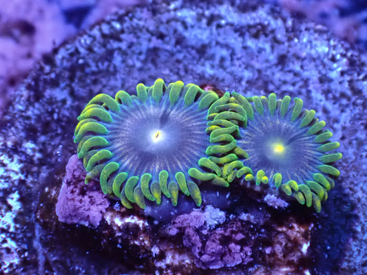 Umbreon Zoa Auction 6/2 -ended