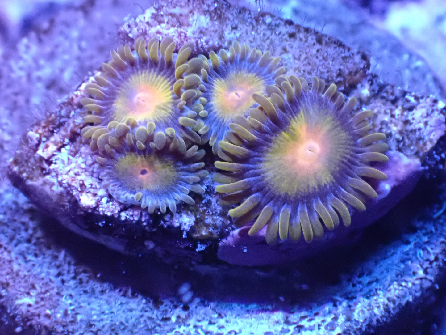 Tutti Frutti Zoa Auction 5/5 -ended