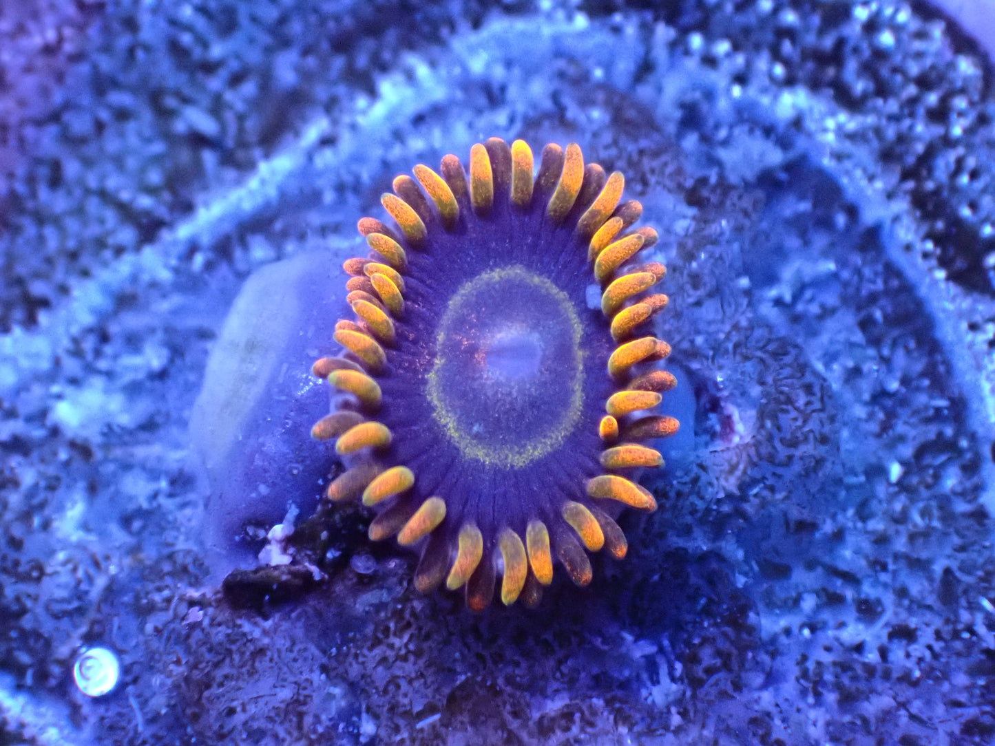 Rainbow Hornet Zoa Auction 5/5 -ended