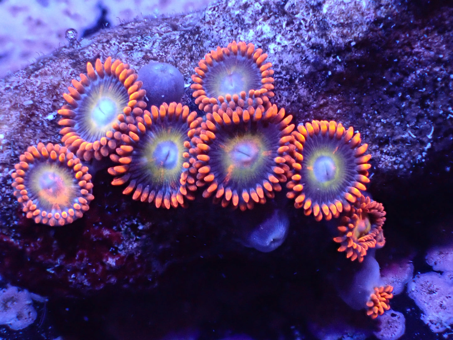 Blondies Zoa Auction 5/8 -ended