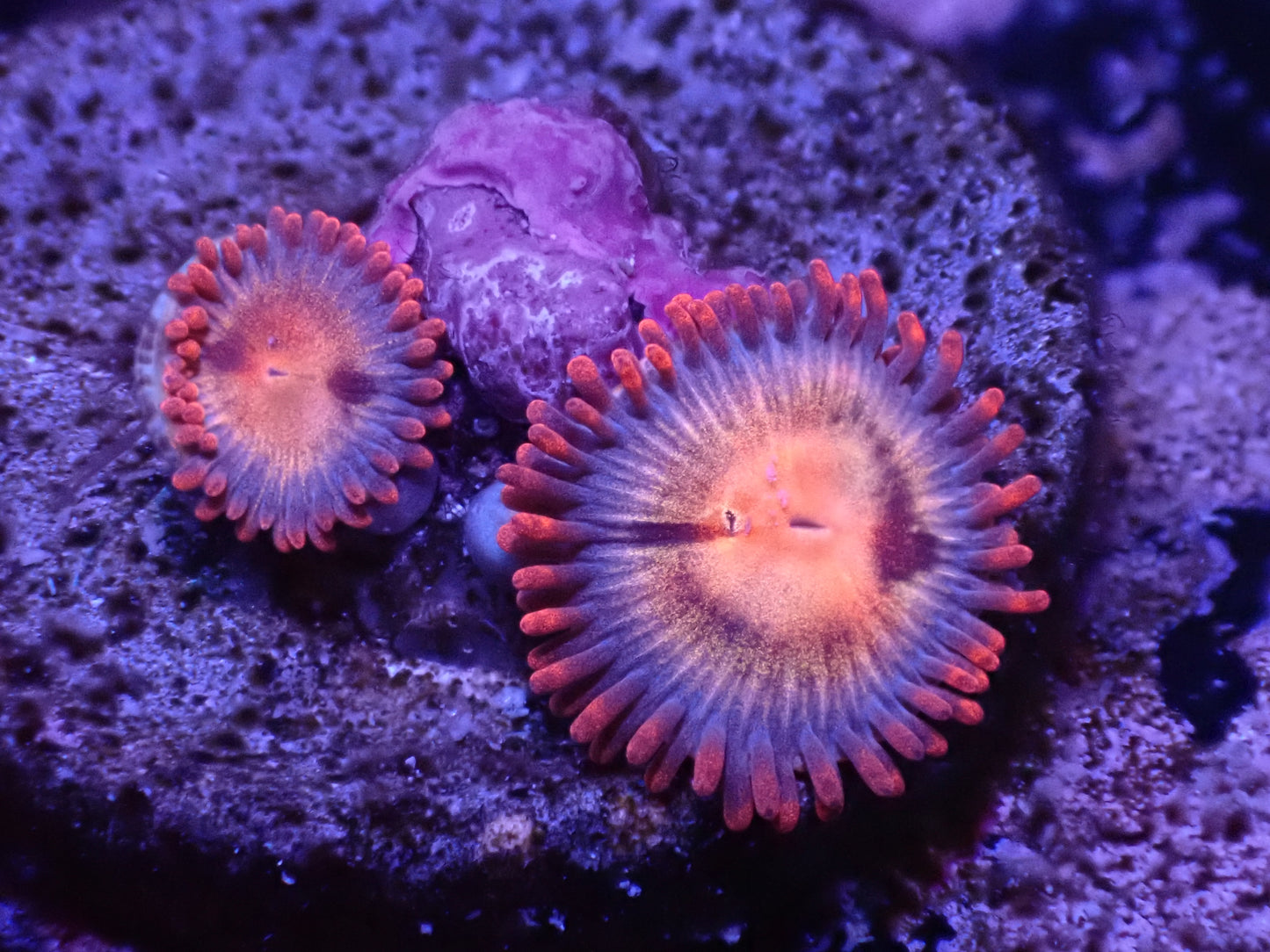 Assassination Zoa Auction 5/8 -ended