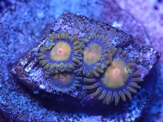 Tutti Frutti Zoa Auction 5/8 -ended