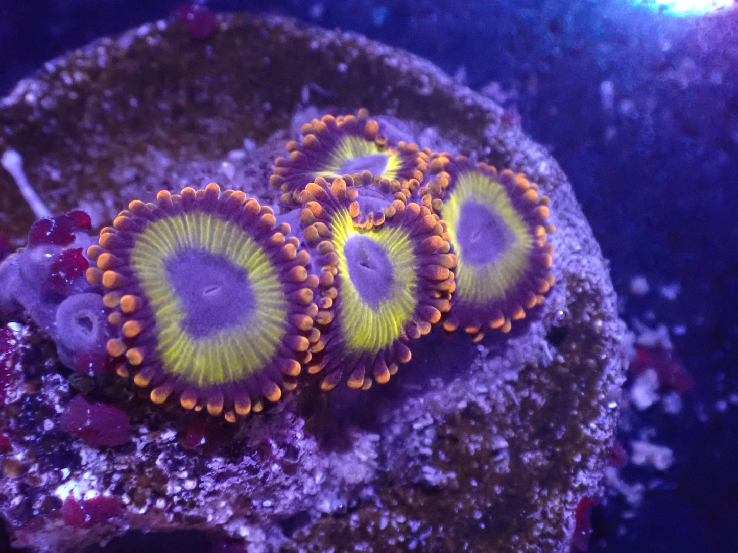 Froot Loop Zoa Auction 5/8 -ended