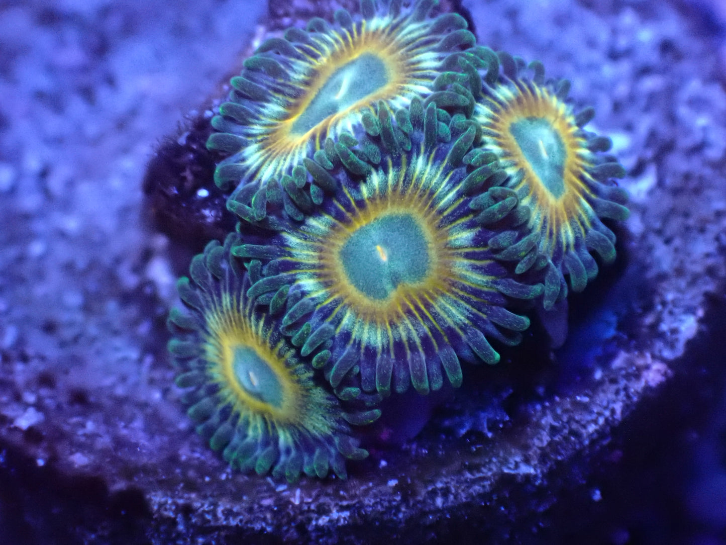 Trickster Zoa Auction 5/8 -ended