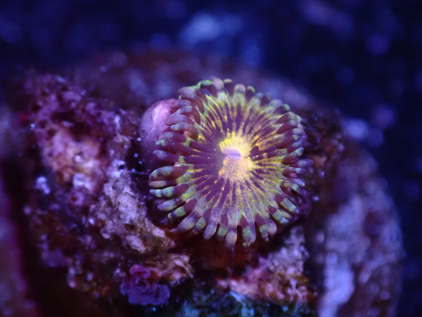 B1 Grim Reaper Zoa 5/6