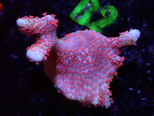 B3 Bubblegum Digi 5/6