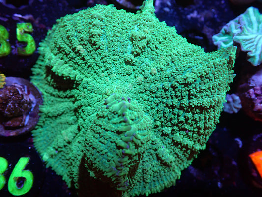 C6 XL Bouncing Green Rhodactis Mushroom 5/6