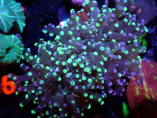 E6 Two Head Splatter Frogspawn 5/6