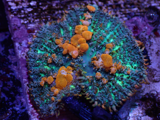 G1 WWC Sunkist Bounce Mushroom 5/6