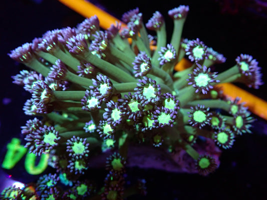 O4 Green w Purple Tip Goni 5/6