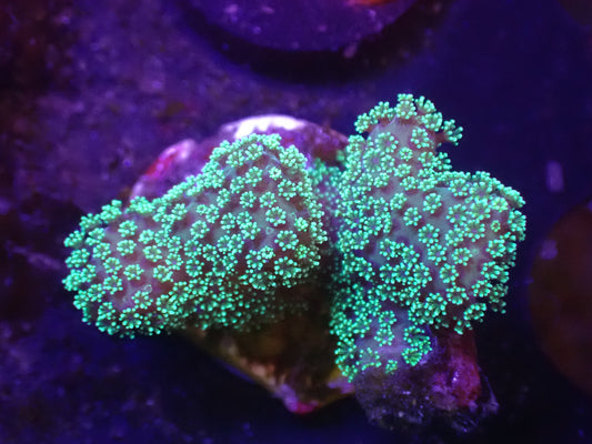 M5 Green Polyp Birdsnest 5/6