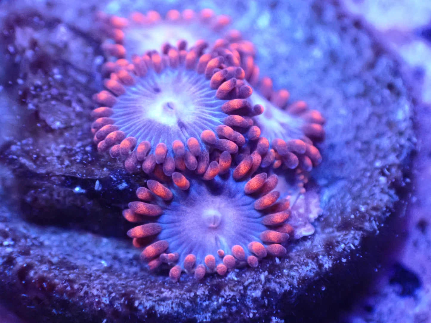 Lilo and Stitch Zoa Auction 5/10 -ended