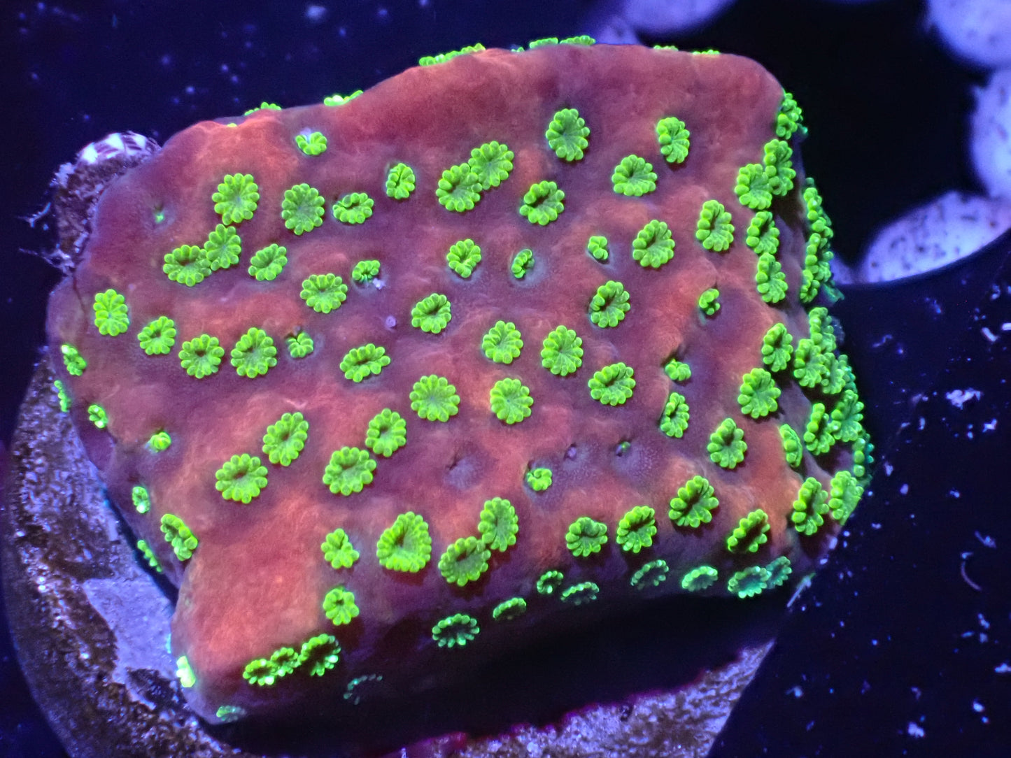 Sunset Montipora Auction 5/10 -ended