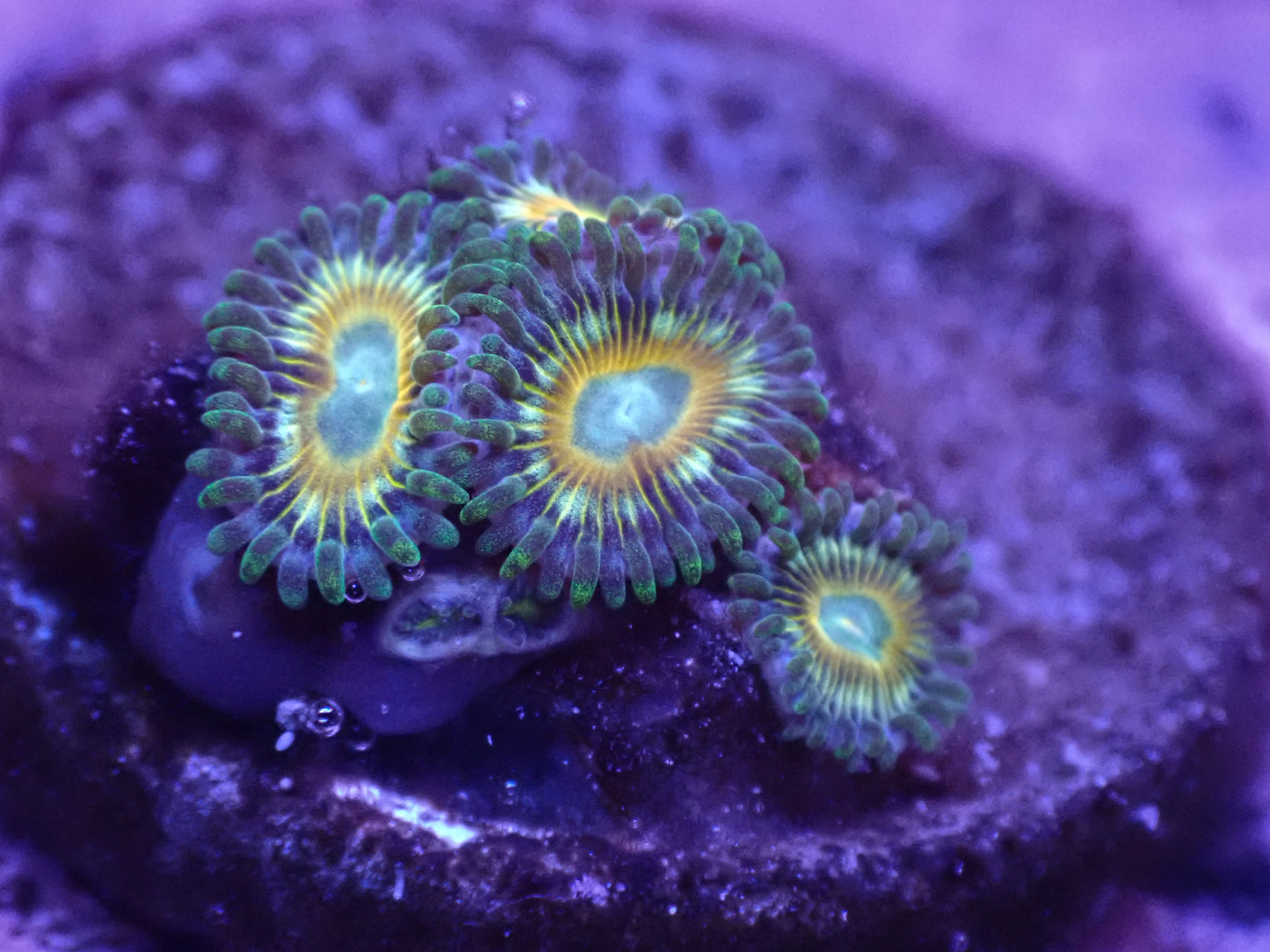 Trickster Zoa Auction 5/10 -ended