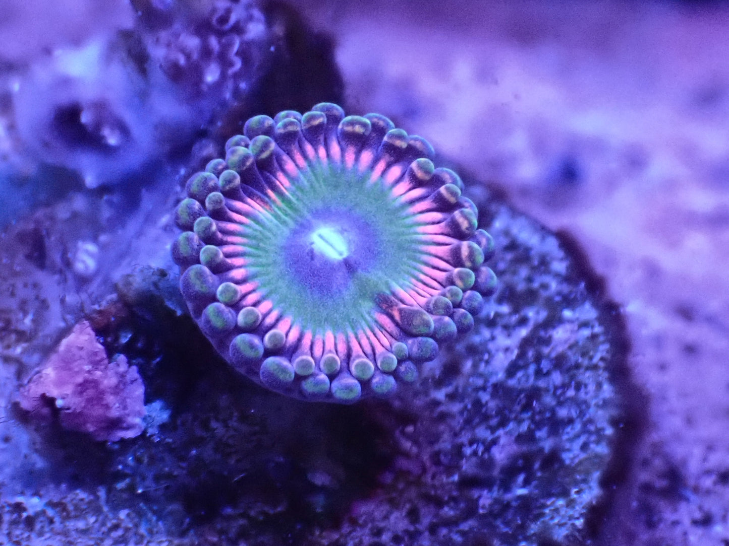 Candy Apple Pink Zoa Auction 5/10 -ended