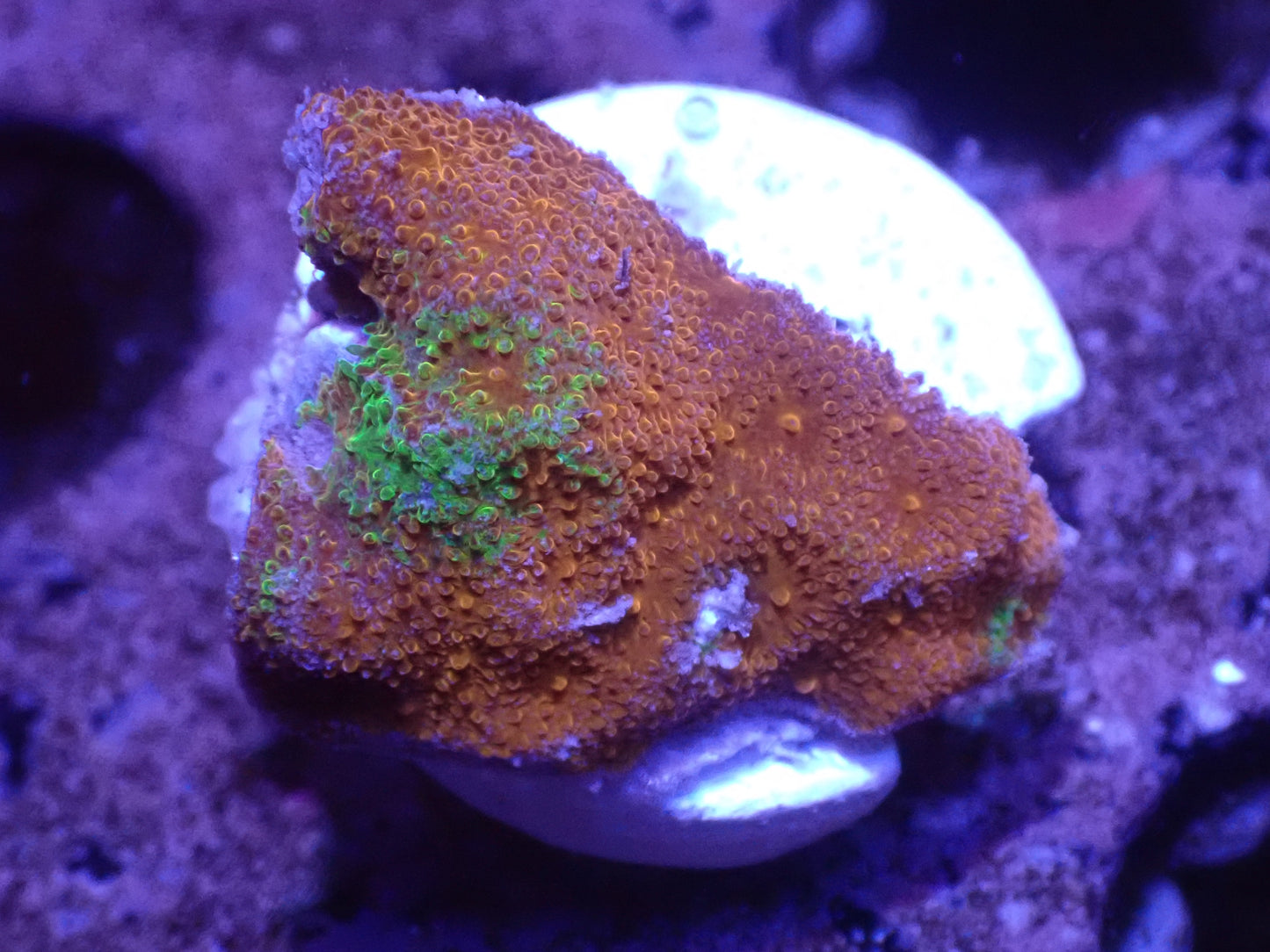 Orange Psammacora Auction 5/12 -ended