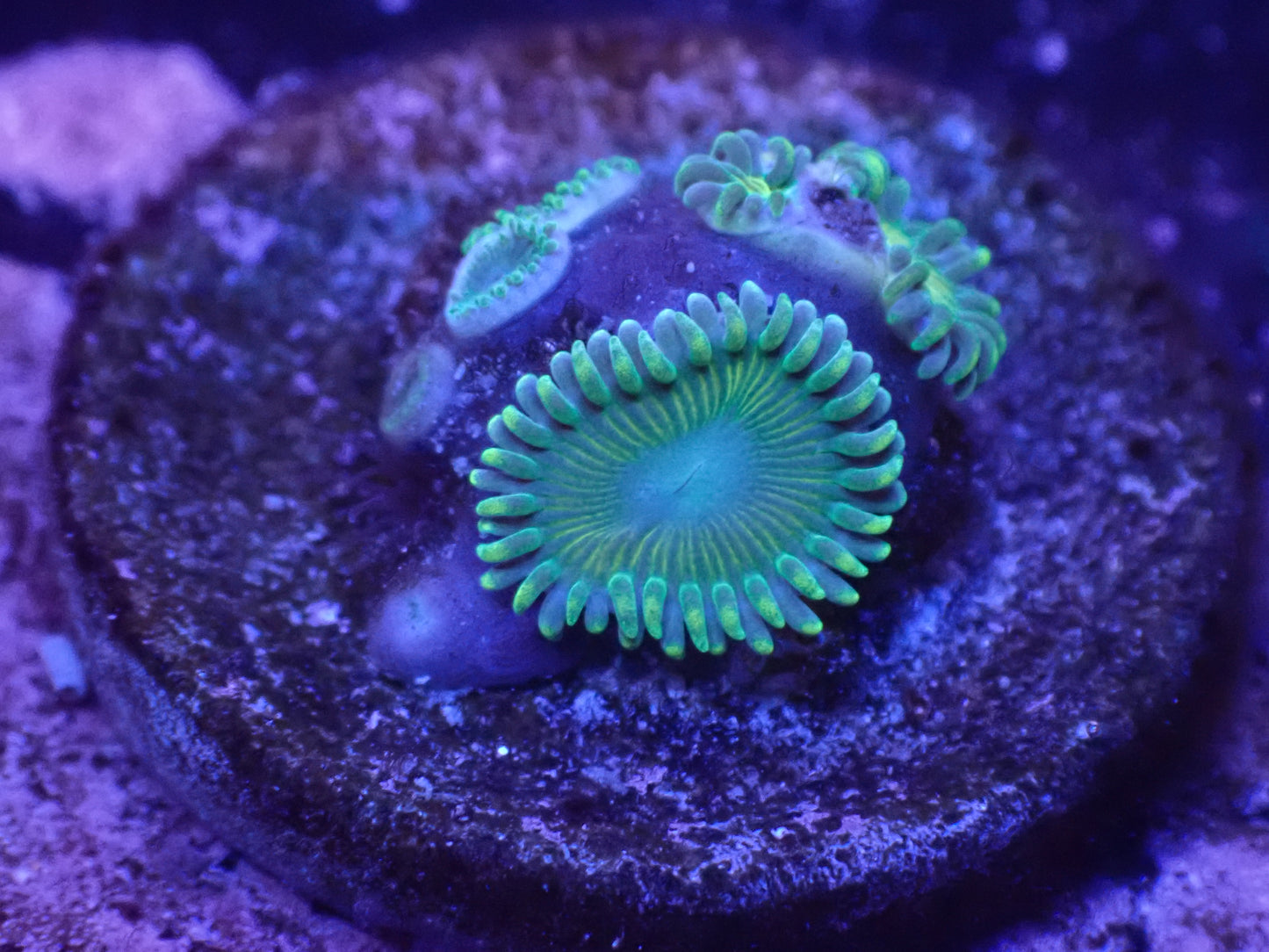 Bulbasaur Zoa Auction 5/12 -ended