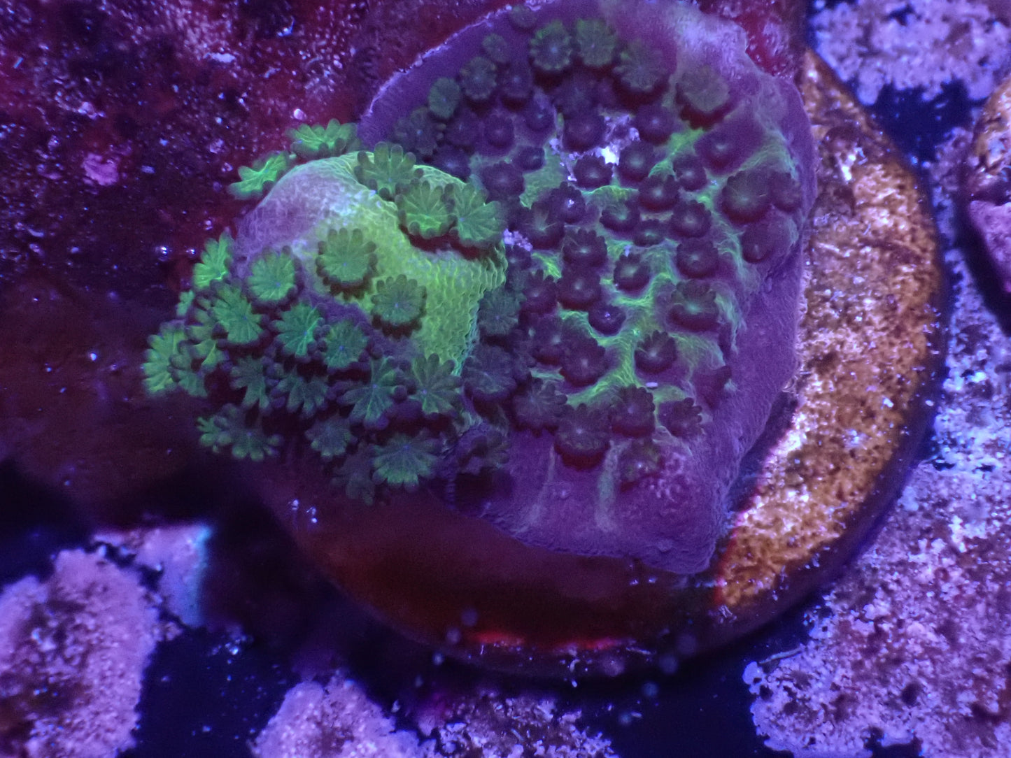 Montipora Spongodes Auction 5/12 -ended