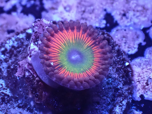 Candy Apple Red Zoa Auction 5/31 -ended