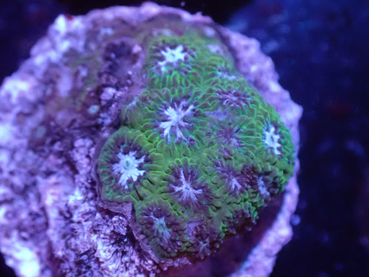D6 5/13 Blue Eyed Girl Leptastrea