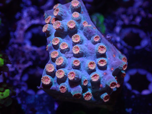 G4 5/13 Meteor Shower Cyphastrea