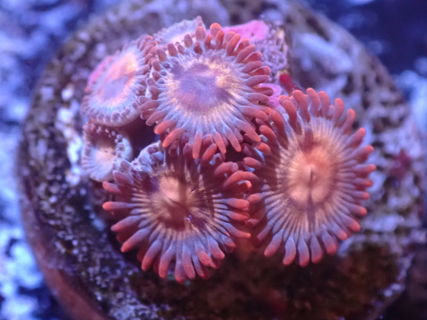 I4 5/13 Assassination Zoas