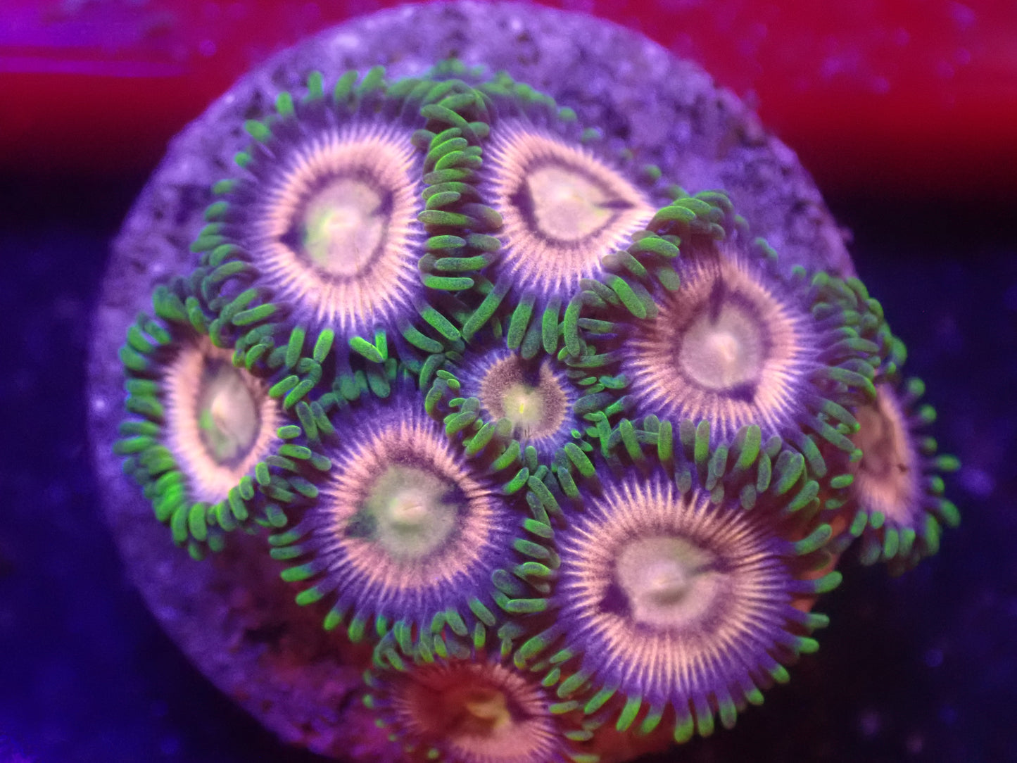 M5 5/13 LYNNS Laser Lemon Zoas.