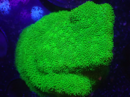 N4 5/13 LYNNS Neon Green Pavona