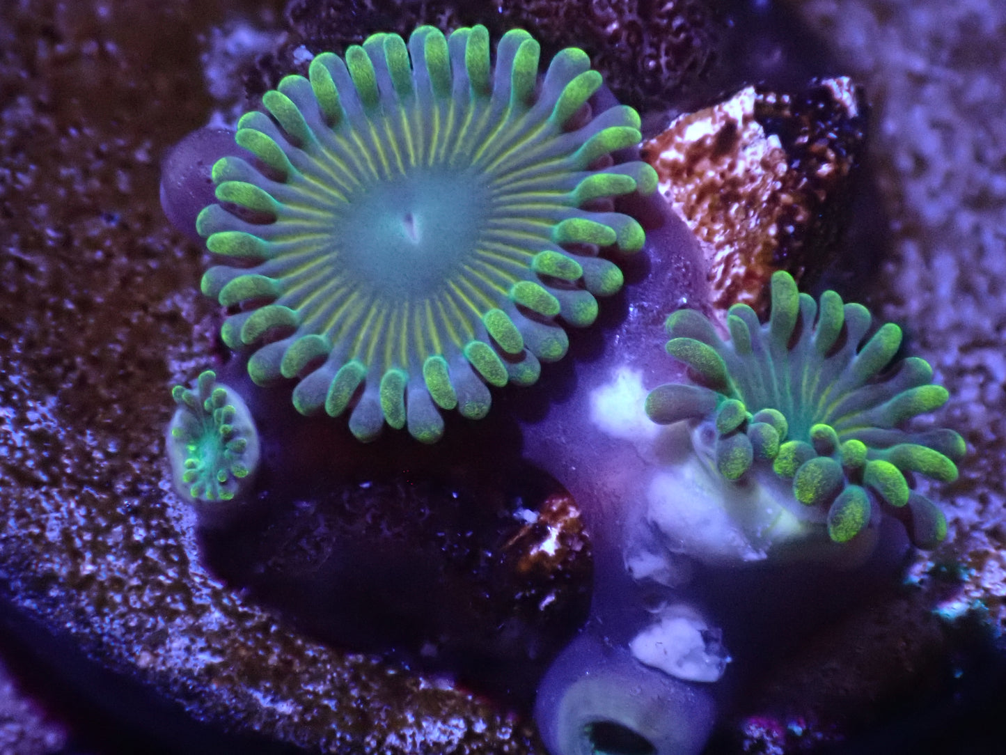 F5 5/13 Bulbasaur Zoas