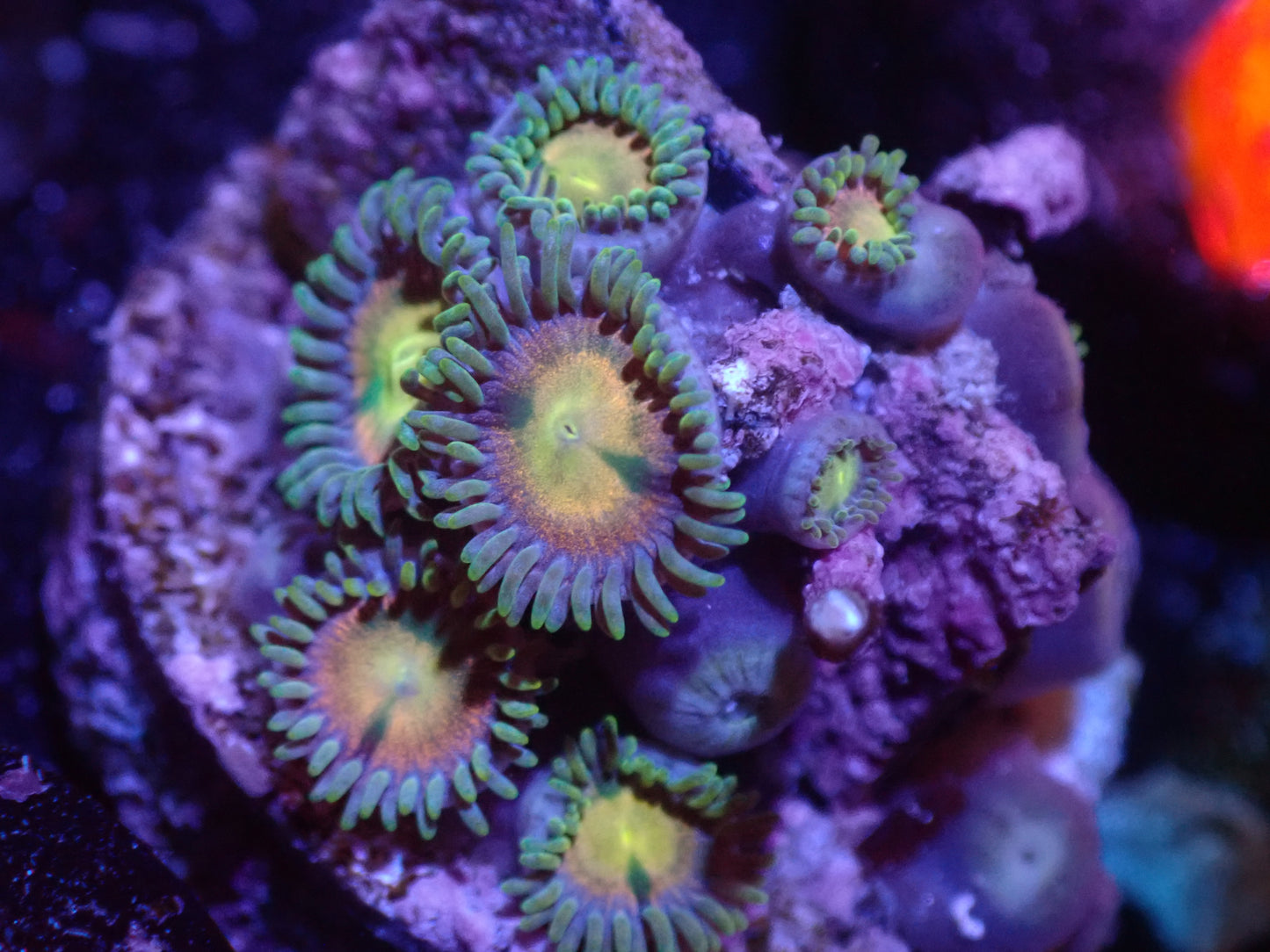 D2 5/13 RR Kraken Zoas