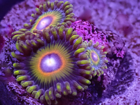 Super Saiyan Zoa Auction 5/17 -ended