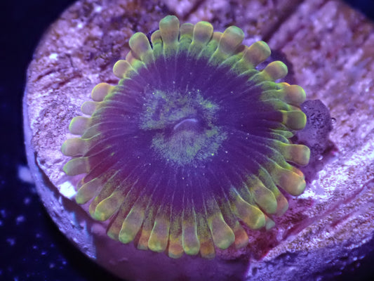 Yoda Zoa Auction 5/17 -ended