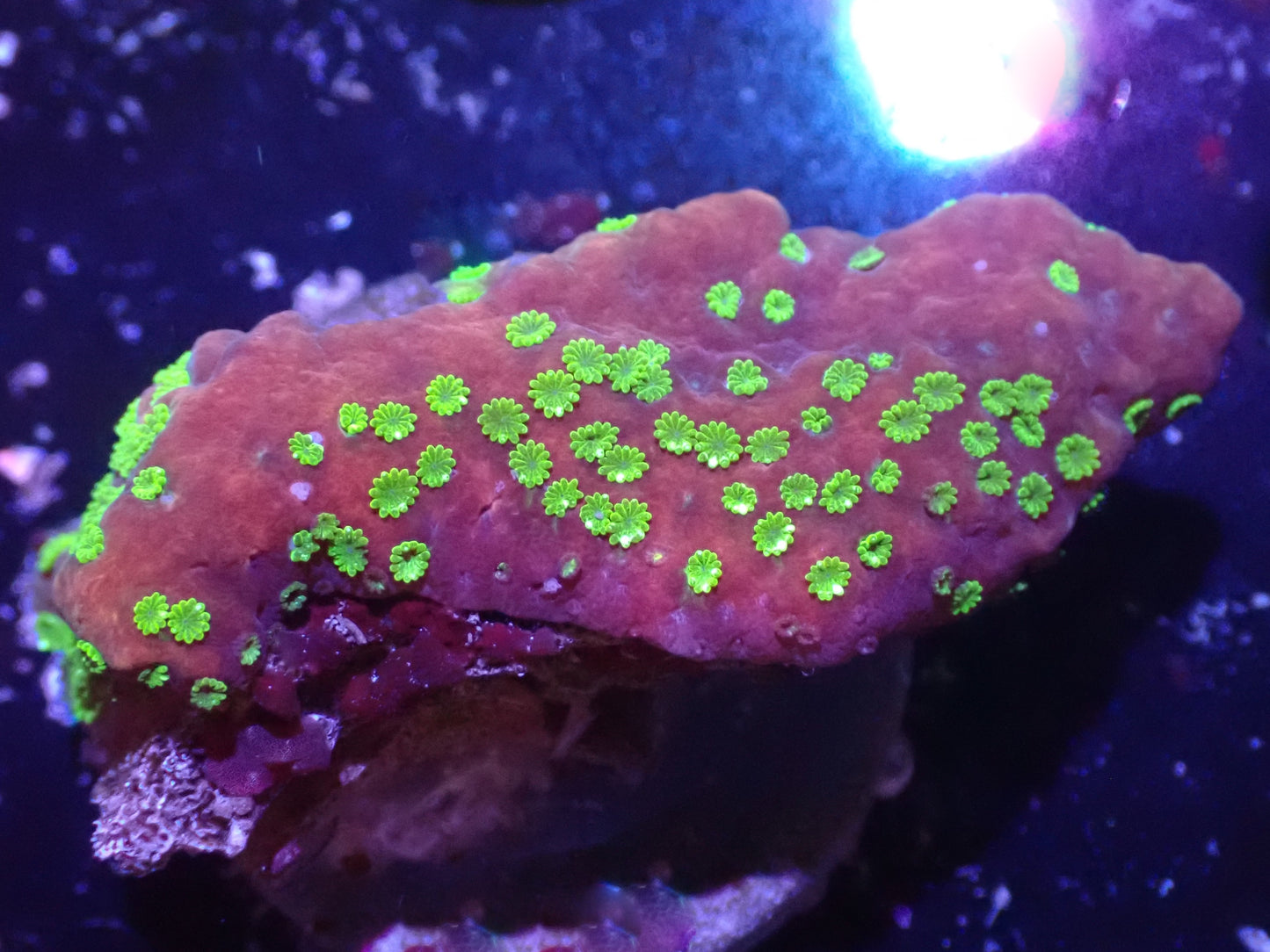 Sunset Montipora Auction 5/31 -ended