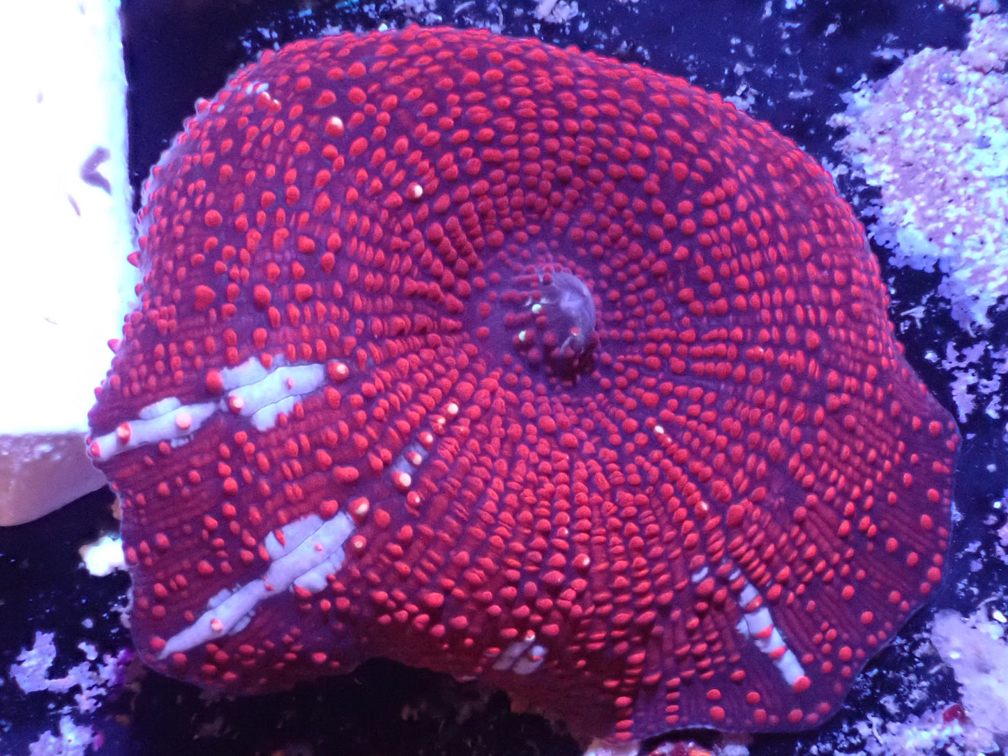 Red Devil Rhodactis Mushroom Auction 5/31 -ended