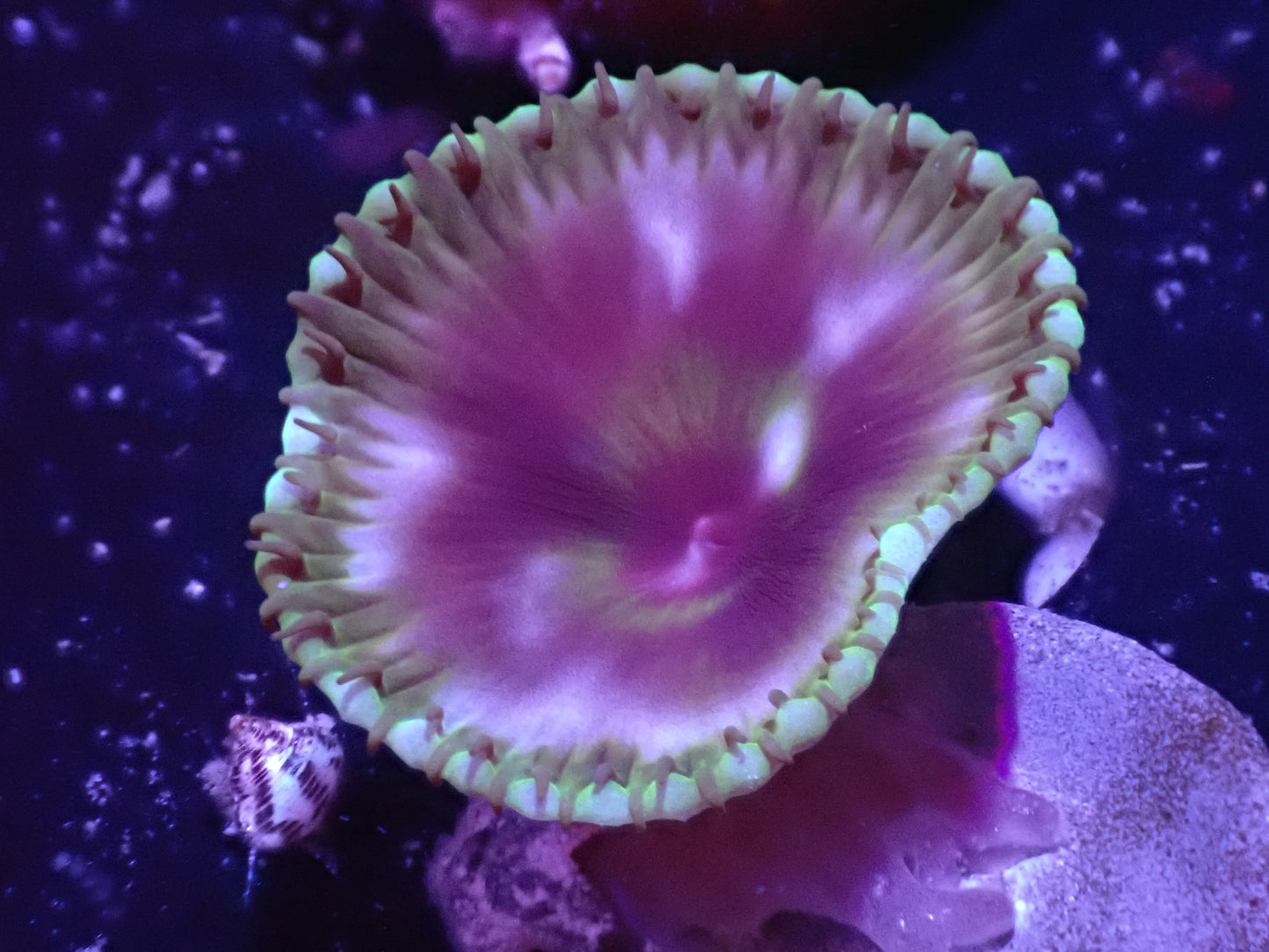 Palythoa Grandis Auction 5/31 -ended