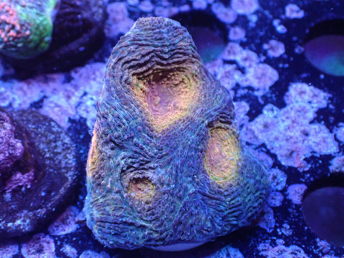 Acan Echinata Auction 5/19 -ended