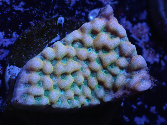 Yellow Phoenix Montipora Auction 5/19 -ended