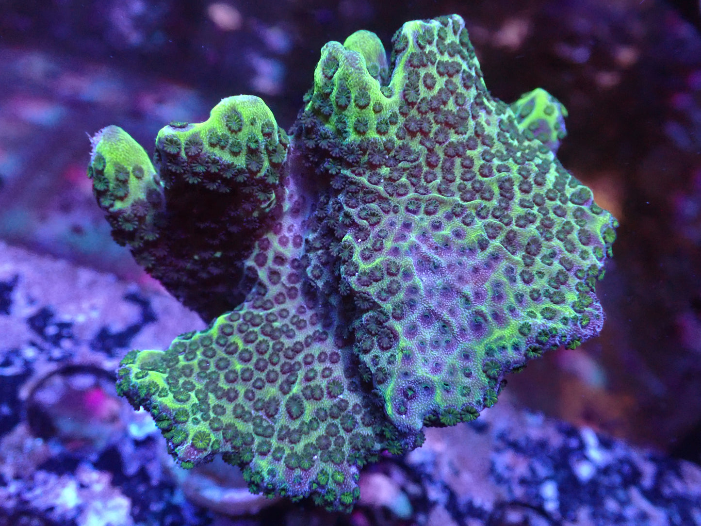 Montipora Spongeodes Auction 5/19 -ended